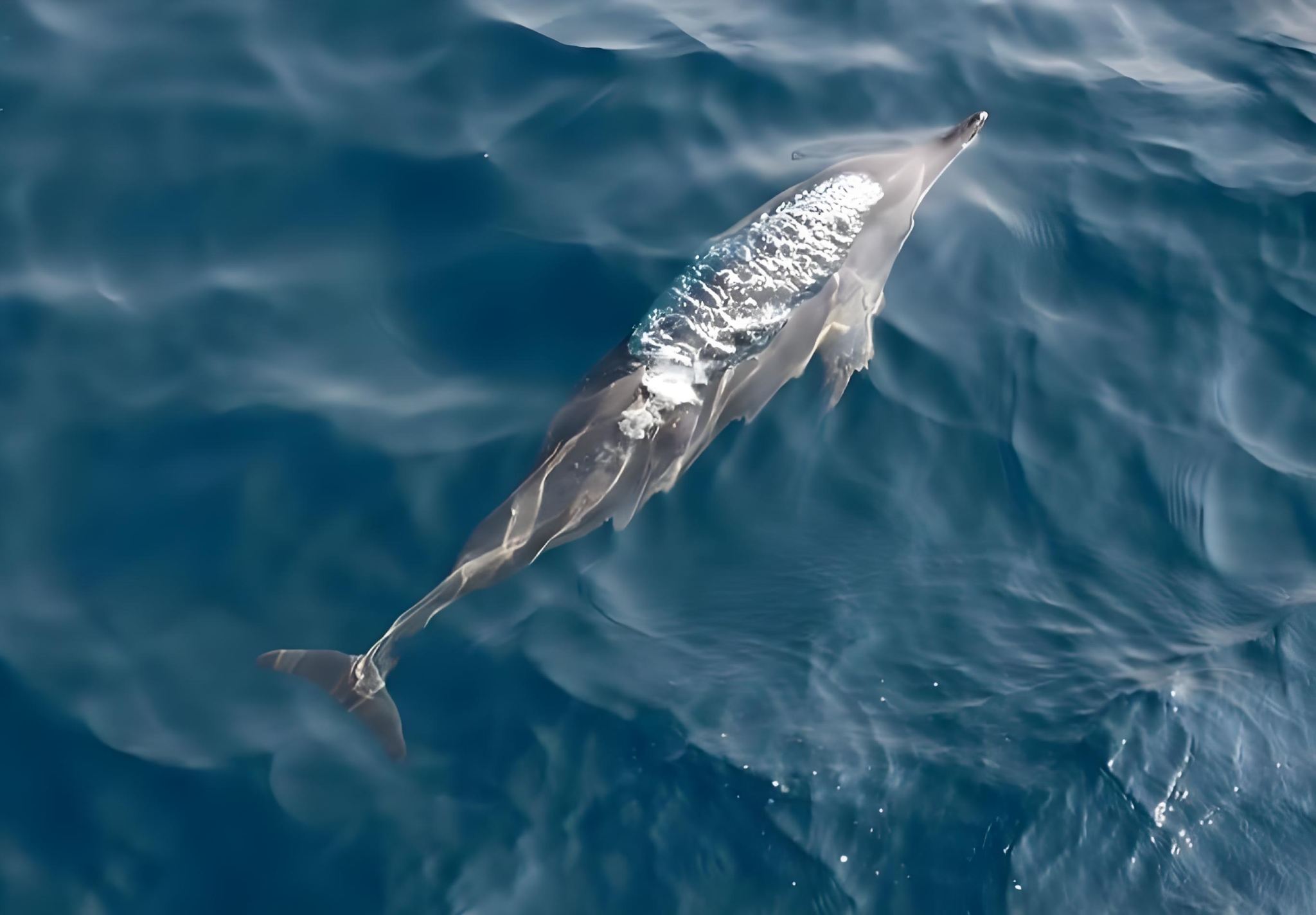 [Sri Lanka Colombo] Stilt Fisherman + Whale watching Mirissa with Geeth + Old Town of Galle and its Fortifications
