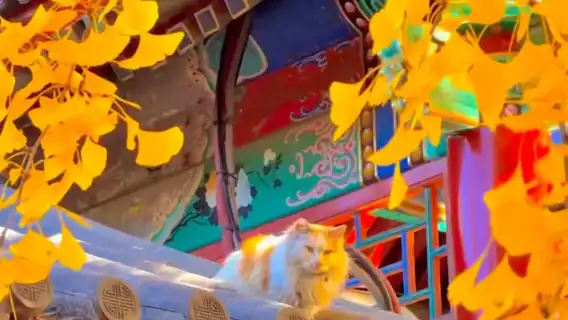 6小時天安門廣場、故宮及珍寶館私人徒步導覽