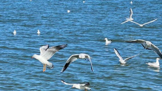 撫仙湖純玩1日：逛祿充景區 + 嘗銅鍋魚 + 專業導遊導覽