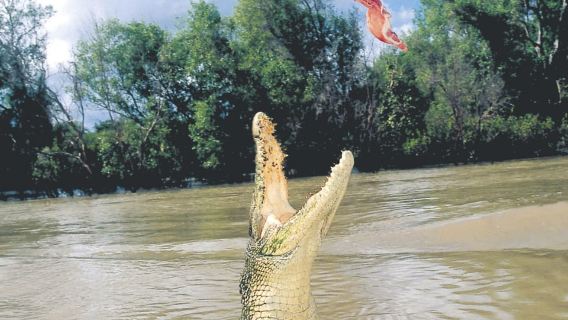 Darwin: Adelaide River Half-Day Jumping Crocs Cruise