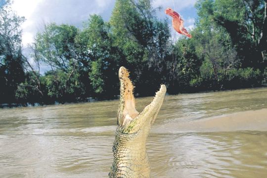 Darwin: Adelaide River Half-Day Jumping Crocs Cruise