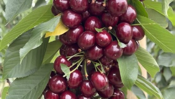 墨爾本|櫻桃果園+朱古力工廠+紅杉森林|包車1日遊