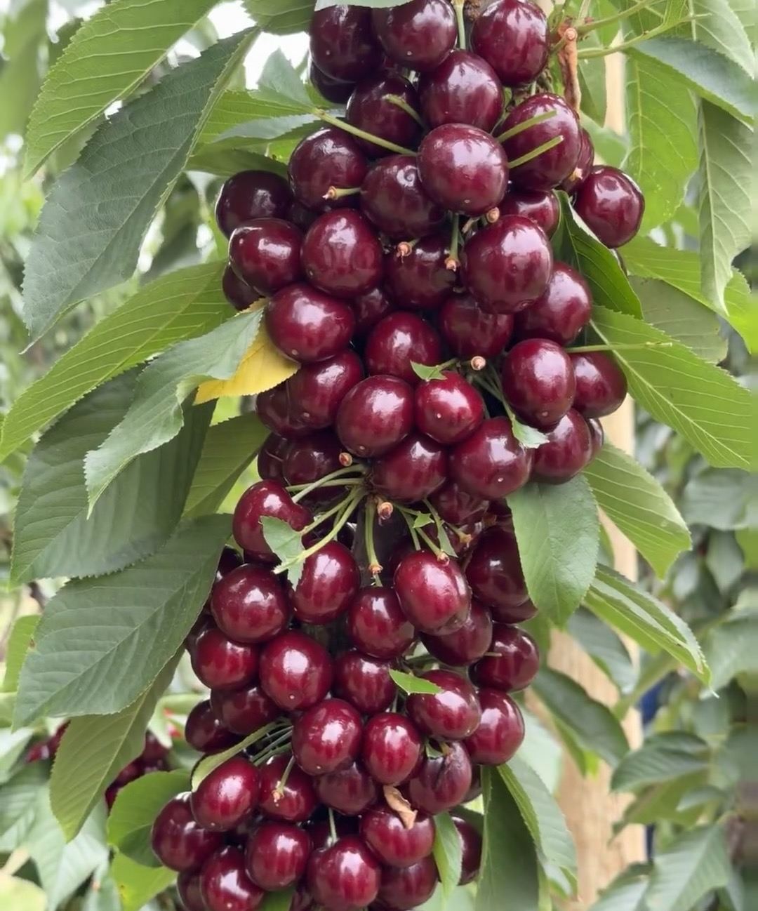 墨爾本|櫻桃果園+朱古力工廠+紅杉森林|包車1日遊