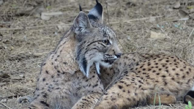 From Seville: Doñana Natural Park, El Rocio and Matalascañas