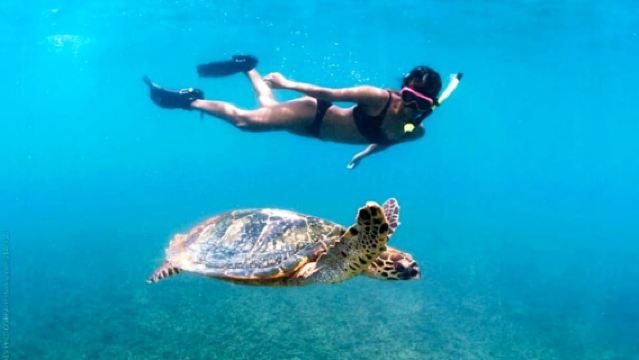 Honolulu, Oahu: Turtle Snorkeling Adventure in Waikiki