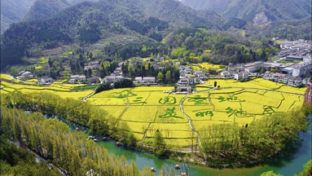 賞花接駁車-漢中起止◆【勉縣油菜花會場+天師堂+諸葛古鎮】