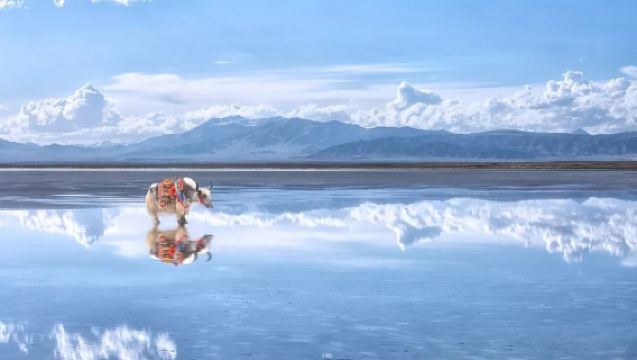 Qinghai Golden Loop Day Trip | Panoramic Views of Chaka Salt Lake, Qinghai Lake, and Riyue Mountain