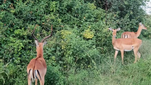 Kenya Elephant Orphanage + Giraffe Centre + Karen Blixen Museum with Door-to-Door Pickup, Adjustable Itinerary