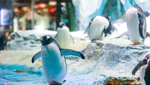 Buffet lunch at emperor penguin restaurant in zhuhai chimelong penguin hotel for two/three/family-friendly/family buffet lunch voucher