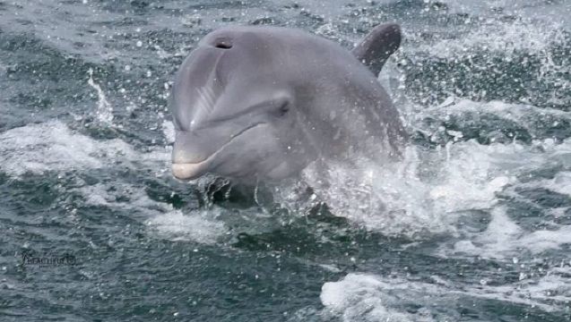 ペンサコーラ・ビーチでのフリスキー・ドルフィン観光湾クルーズ