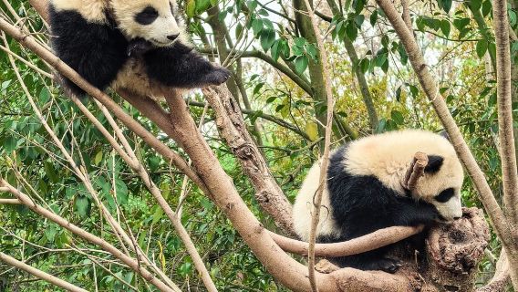 1-day tour to Chengdu panda base and Sichuan cuisine museum [Master chef teaches you to cook Sichuan cuisine hands-on]