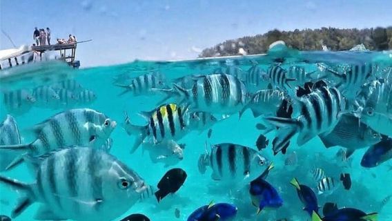 Mnemba Adası: Yunus Turu ve Şnorkelle Yüzme Tekne Macerası