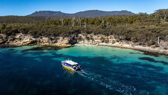 Dagstur med båt och lätt vandring i vildmarken på Maria Island i Tasmanien på engelska