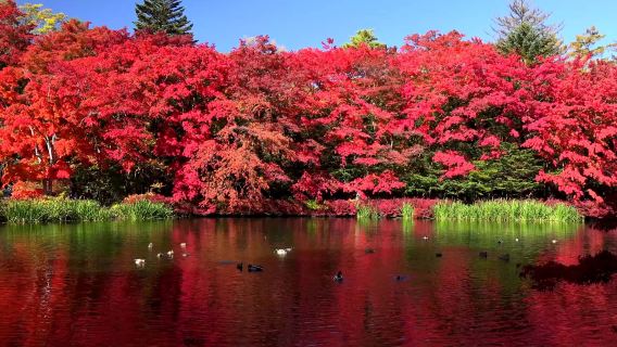 Lawatan sewa peribadi Tokyo-Karuizawa | Laluan klasik, perjalanan boleh disesuaikan [Hantar-jemput hotel/Pemandu berbahasa Cina]