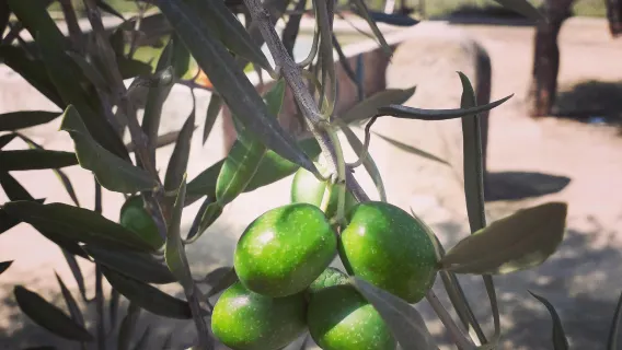 Porto Olive Oil Tasting