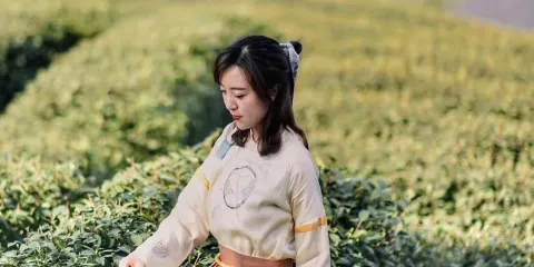 杭州西湖龍井村採茶體驗半日遊【專車接送+非遺點茶+炒茶品茶】