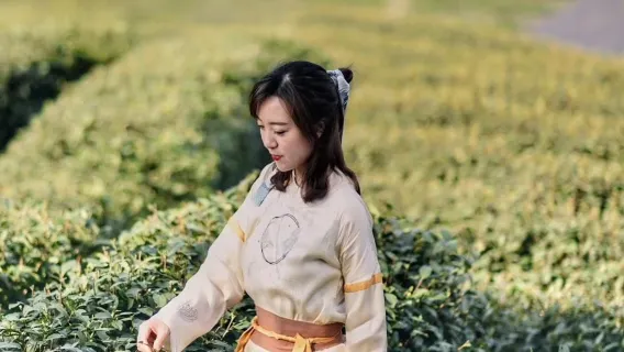 Excursión de medio día con experiencia de recolección de té en la Aldea Longjing del Lago Oeste de Hangzhou [Incluye opción de traslado + ceremonia de té patrimonio cultural + degustación de té tostado]