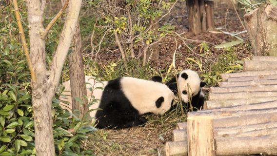 ฐานแพนด้าเฉิงตู + วัดอู่โหว + จินหลี่ + ล่องเรือยามค่ำคืน ทัวร์ส่วนตัวหนึ่งวันในจินเจียง