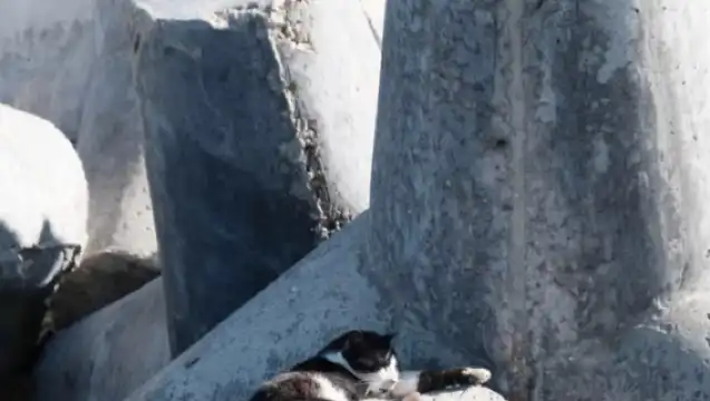 Alexandria Castle/Pompeii's Pillar/Alexandria Library one-day tour