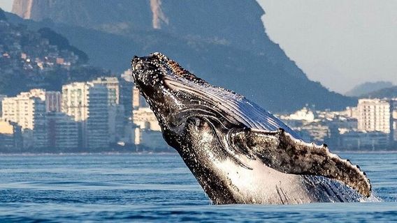 Rio de JaneiroExperiences