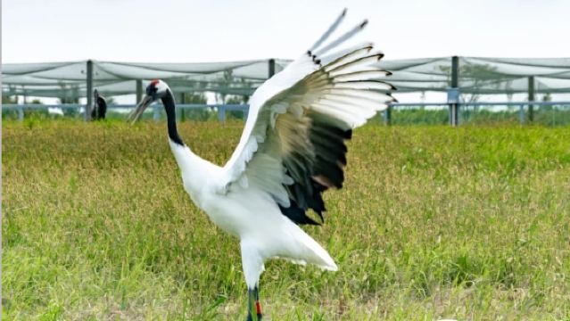 Lawatan sehari ke Yancheng Wetland Bangau Mahkota Merah + Taman Bunga Belanda + Bandar Lama Zhuxi + Jalan Bunga Eropah dengan perkhidmatan bahasa Inggeris dan Cina