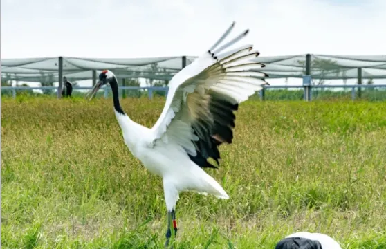 鹽城丹頂鶴濕地+荷蘭花海+珠溪古鎮+歐風花街一日遊中英文服務