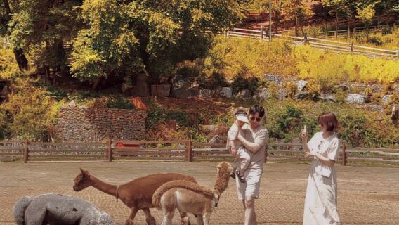 Isola di Nami, raccolta delle mele, festival delle luci delle stelle e fattoria di pecore e alpaca di Gapyeong
