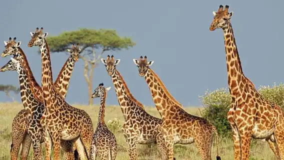 ทัวร์เต็มวันเขตรักษาพันธุ์สัตว์ป่าทาลาจากเดอร์บัน