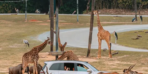 廣州長隆野生動物世界一日遊丨快速出票/親子出行/家庭遊
