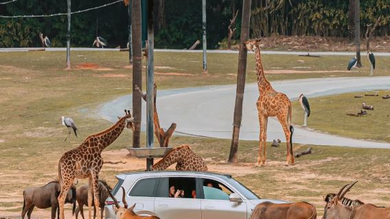 perjalanan satu hari Sehari ke Taman Safari Chimelong Guangzhou | Keberangkatan Harian, Termasuk Kereta dan kereta gantung Gantung Gratis