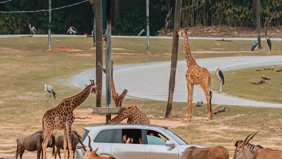 Guangzhou Chimelong Safari Park 1-day tour [Optional private charter in self-drive zone + guide/Guangzhou Circus]