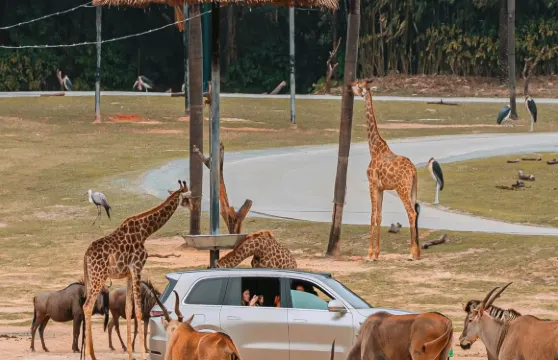 廣州長隆野生動物世界一日遊