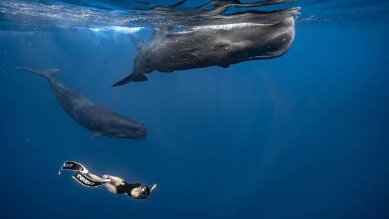 tour di un giorno alla baia dei delfini di Mauritius [caccia ai delfini in motoscafo+ snorkeling + nuoto]