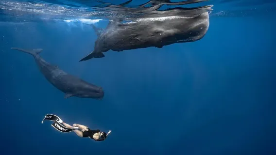 Mauritius Dolphin Bay 1-day tour [Speedboating with dolphins + snorkeling + swimming]