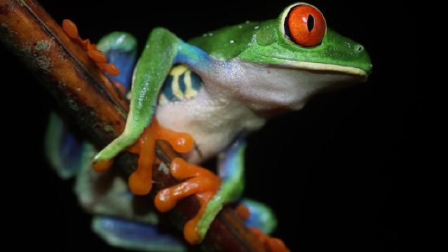 아레날 화산(Night Walk Around Arenal Volcano)