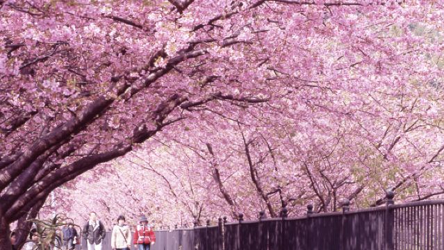 이른 벚꽃 한정 이즈 당일 치기 여행: 가와즈 벚꽃 축제 + 슈젠지 온천 + 이즈 과일 공원