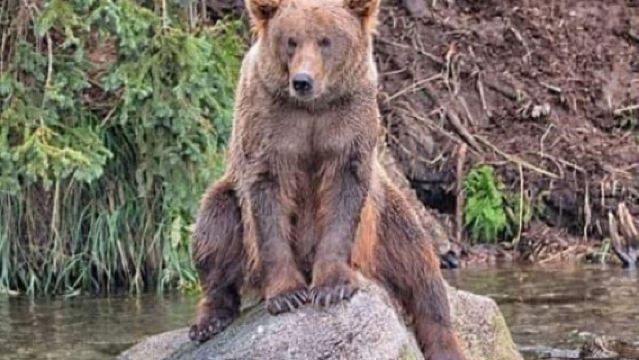 Anchorage: Centro de Conservación de Vida Silvestre y Valle de Portage