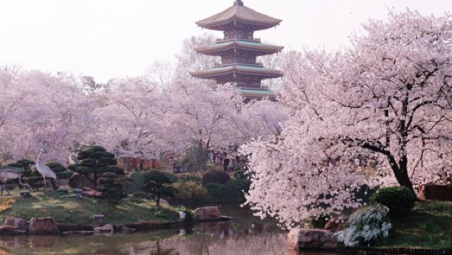 [Mencari Bunga Sakura] Lawatan Sehari Laluan A: Taman Bunga Sakura Donghu + Muzium Wilayah + Universiti Wuhan + Menara Bangau Kuning