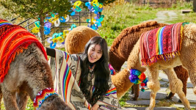 ทัวร์เกาะนามิ + ฟาร์มอัลปาก้า + คิมยูจอง คังชอนเรลไบค์ (ออกเดินทางจากโซล)