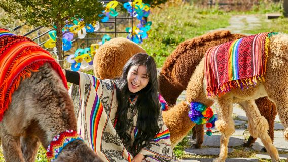 남이섬 + 알파카 농장 + 김유정 강촌 레일바이크 일일 투어 (서울 출발)