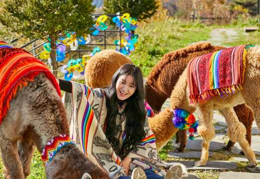 Alpaca World + Nami Island + Gangchon Railbike One Day Tour (From Seoul)