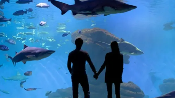Palma Aquarium: Entrada + traslado desde la zona este.