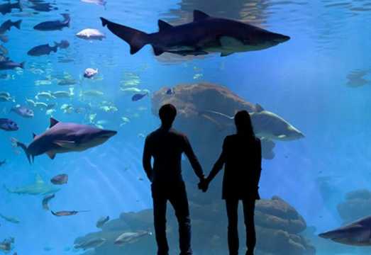 Palma Aquarium: Admission Ticket + Transfer from East Zone