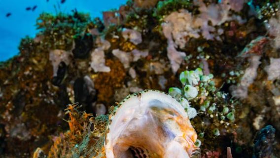 Mergulho com cilindro certificado de 5 horas com Jukung Dive em Bali, Indonésia [2 mergulhos de barco em Amed + equipamento + guia de mergulho + almoço - para mergulhadores certificados]