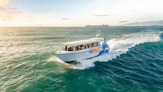 Sunshine Coast: Whale Watching Cruise on Jet Boat