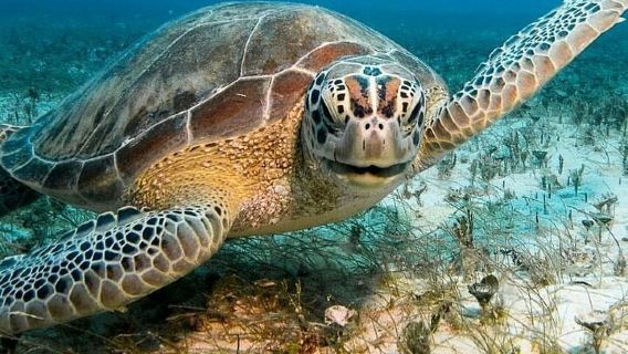Aruba: Tour della barriera corallina con Seabob