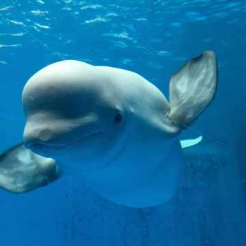 天津極地海洋公園+濱海圖書館+海門大橋一日遊【包車 含門票】