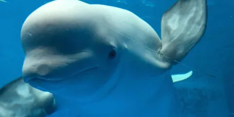 天津極地海洋公園+濱海圖書館+海門大橋一日遊【包車 含門票】