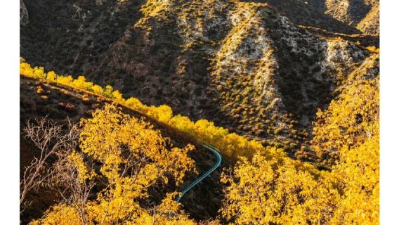 [Jamuan Musim Luruh Emas Gunung Saddle] + Kumpulan Bermain Tulen Fotografi Hutan Pokok Birch Putih + lawatan sehari tarikan pelancongan Gunung Saddle