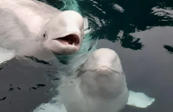 SEA LIFE Trust Beluga Whale Sanctuary：海鸚救援及水族館成人